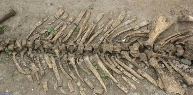 Фермер из Узбекистана обнаружил кости предка носорогов