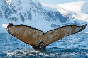 Украинские ученые случайно разбудили кита в Антарктике 