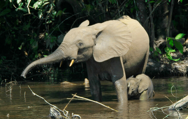 Африканские слоны оказались на грани полного вымирания