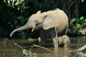 Африканські слони — на грані повного вимирання 