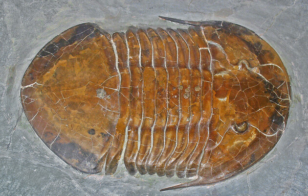 На кінцівках трилобітів розташовувалися органи дихання