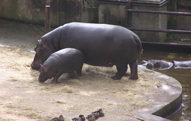 Предок китів і бегемотів мешкав на суші