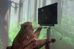 Neuralink опубликовал видео с обезьяной, которая играет в видеоигру «силой мысли»