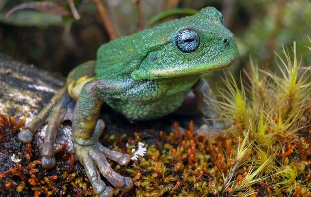 У лісах Амазонії знайшли новий вид жаб 