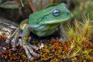 У лісах Амазонії знайшли новий вид жаб 