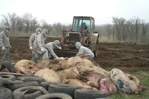 На Буковині знищать 21 тисячу голів свиней через хворобу