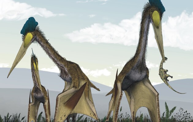 Ученые раскрыли тайну прочности шей гигантских птерозавров