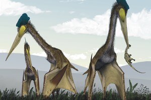 Ученые раскрыли тайну прочности шей гигантских птерозавров