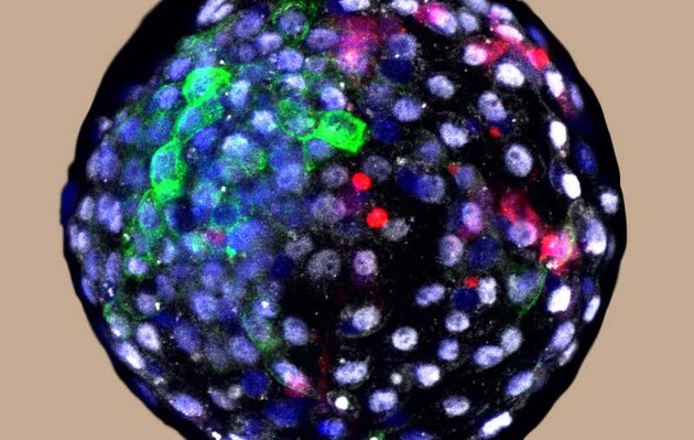 Химери макаки і людини ростили протягом 20 днів