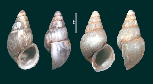 Равликів назвали на честь Новака Джоковича