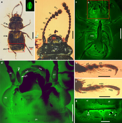 У бурштині знайдено жука-запилювача віком 98 мільйонів років 