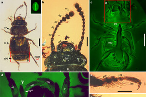 В янтаре найден жук-опылитель возрастом 98 миллионов лет