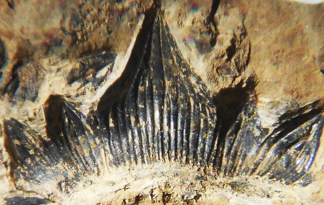 Ученые изучили зубы древней акулы