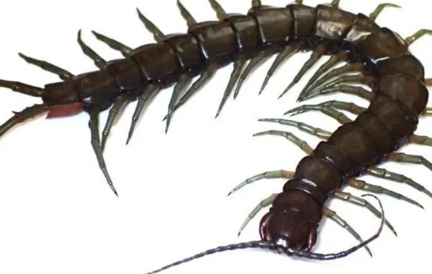 Длина многоножки может достигать 20 сантиметров