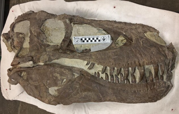 Тиранозаври могли полювати в зграях