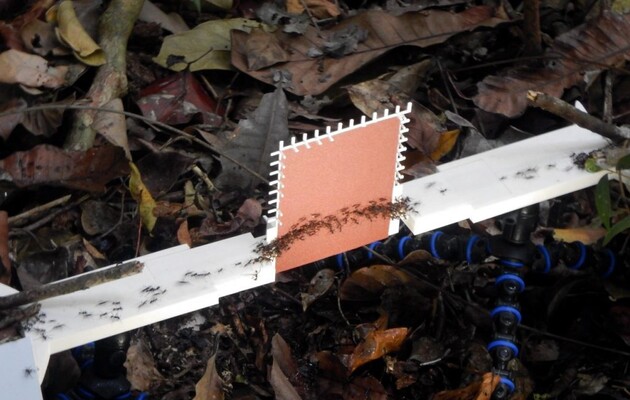 Мурахи створюють сітки, які захищають від падіння