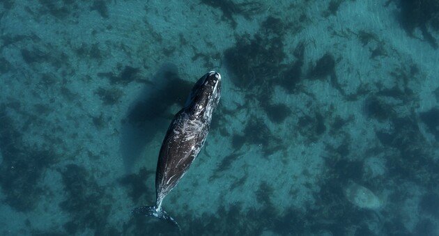 Отказ китов мигрировать на зиму может свидетельствовать о разрушении экосистемы Арктики