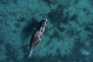 Відмова китів мігрувати на зиму може свідчити про руйнування екосистеми Арктики 