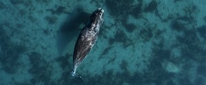 Відмова китів мігрувати на зиму може свідчити про руйнування екосистеми Арктики 
