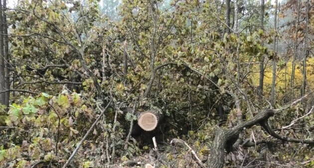 Колишнє керівництво Шацького парку заробляло на вирубці лісу, ДБР проводить розслідування 