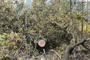 Бывшее руководство Шацкого парка зарабатывало на вырубке леса, ГБР проводит расследование