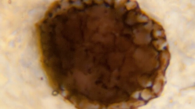 Организм может быть "потерянным звеном" эволюции