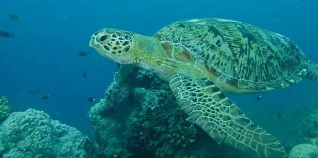 Ученым удалось остановить вымирание редких черепах на Каймановых островах