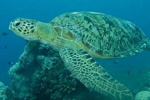 Вченим вдалося зупинити вимирання рідкісних черепах на Кайманових островах 