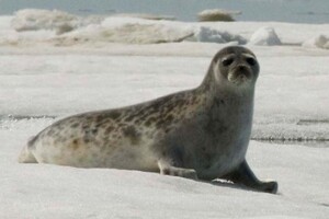 У Дагестані знайшли більше 150 загиблих рідкісних тюленів 