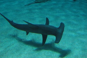 Акулы используют магнитное поле для миграций на большие расстояния