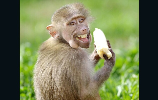 Вчені з'ясували, що 65 видів тварин видають звуки, схожі на сміх