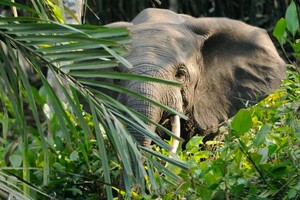 В Индии одновременно погибли 18 слонов 
