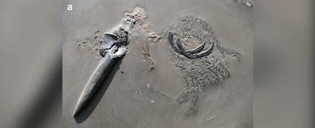 Кальмара убила акула, пока он ел древнего лобстера