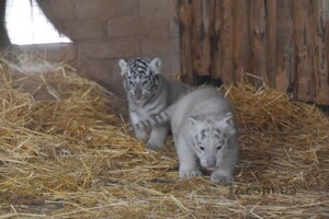 В зоопарке Бердянска показали белых тигрят, которым исполнился месяц