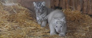 У зоопарку Бердянська показали білих тигренят, яким виповнився місяць 