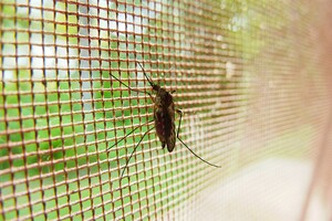 Стало відомо про п'ять випадків малярії в Україні 