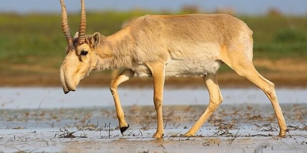 В Казахстане от удара молнии погибли 350 редких антилоп
