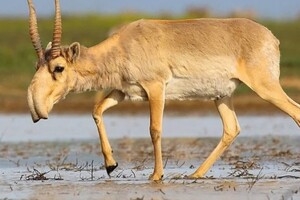 В Казахстане от удара молнии погибли 350 редких антилоп