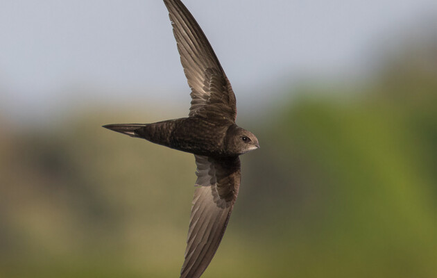 Стрижи могут пролететь 800 километров в день