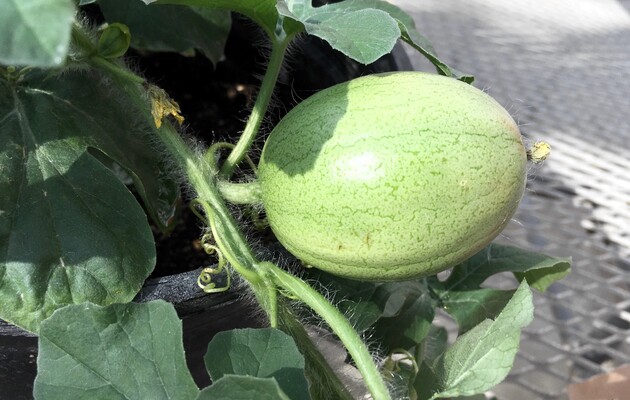 Дикий родственник бахчевых арбузов