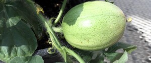 Біологи розповіли про батьківщину кавунів 