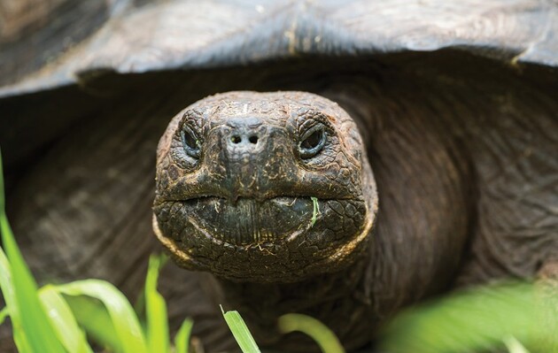 На Галапагосах нашли гигантскую черепаху, которую считали вымершей 100 лет