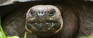 На Галапагосах знайшли гігантську черепаху, яку вважали вимерлою 100 років 