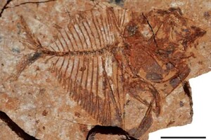 Палеонтологи знайшли в Єгипті останки риб, які жили в гарячих морях 