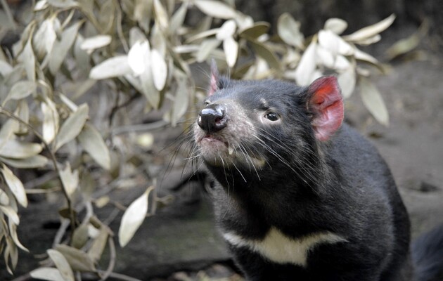 Дитинчата тасманійських дияволів народилися в дикій природі Австралії