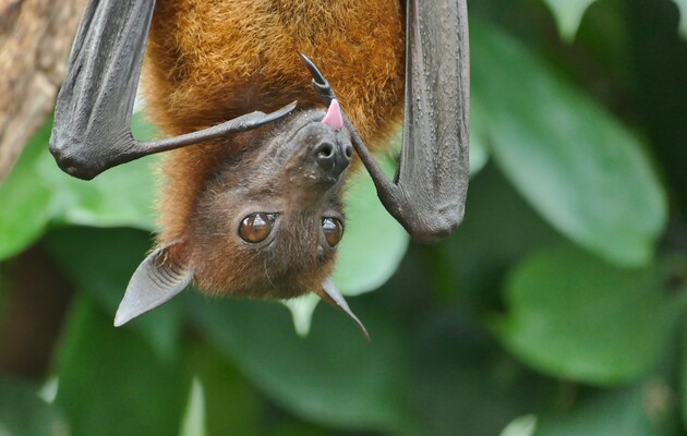 Хворі кажани дистанціюються від своїх родичів