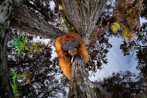 Орангутанг в природному середовищі: журнал Nature TTL назвав найкраще фото 2021 року