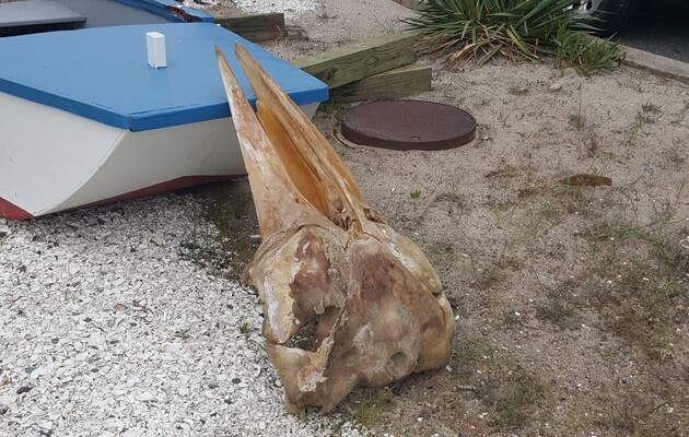 На берег у США викинуло гігантський загадковий череп 