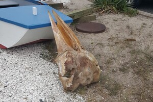 На берег в США выбросило гигантский загадочный череп