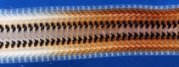 Ученые нашли минерал в зубах моллюсков